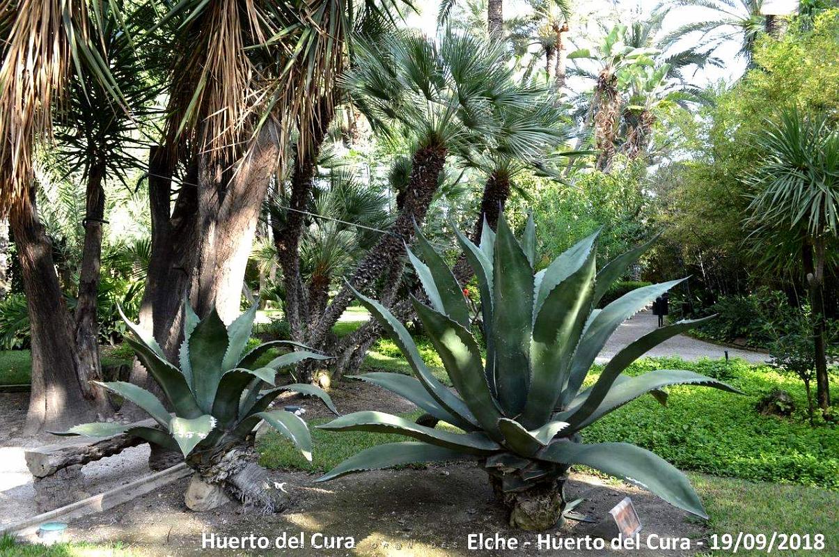 19 ELCHE HUERTO DEL CURA (44).JPG